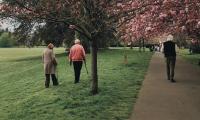 Tre ældre mennesker går i en park med kirsebærtræer 